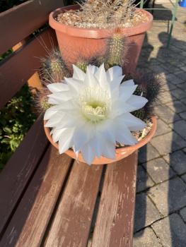 Helianthocereus huascha